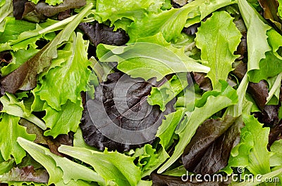 Fresh picked loose leaf lettuce, pluck lettuce, close-up from above Stock Photo