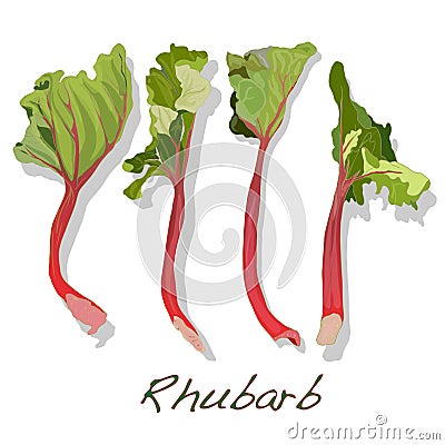 Fresh picked organic rhubarb Vector Illustration