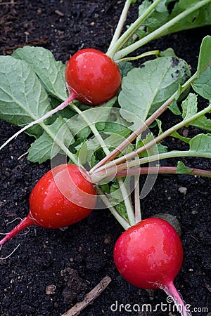 Fresh-Picked Radishes Stock Photo