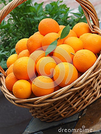 Fresh Picked Valencia Oranges Angled View Stock Photo