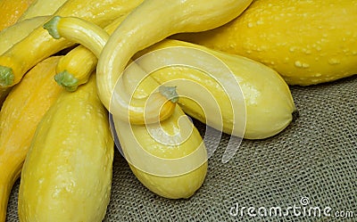 Fresh Picked Yellow Squash Stock Photo