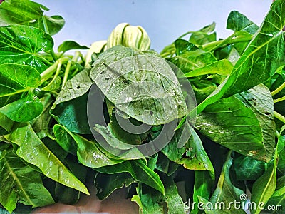 Fresh pile of kale and pakcoy Stock Photo