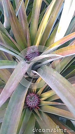 Fresh pineapple farm Chaiyaphum Thailand Stock Photo