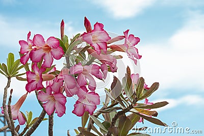 Fresh pink desert rose, mock azalea, pinkbignonia or impala lily flowers on sky background. Stock Photo