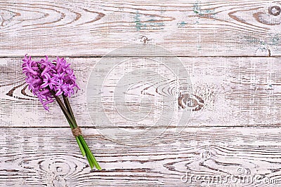 Fresh pink flowers hyacinths on white wooden table. Top view, copy space. Stock Photo