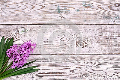 Fresh pink flowers hyacinths on white wooden table top view. Stock Photo