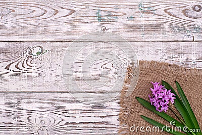 Fresh pink flowers hyacinths on white wooden table. Top view, copy space. Stock Photo