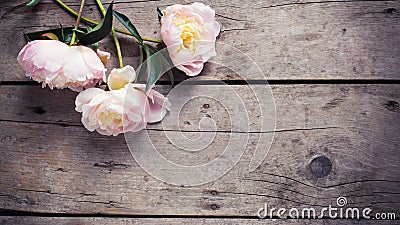 Fresh pink peonies flowers on aged wooden background. Flat lay. Stock Photo