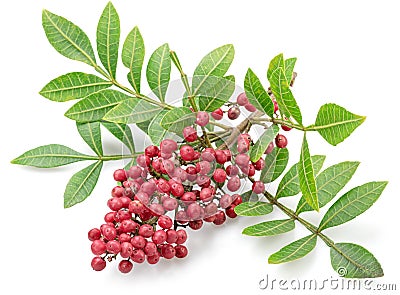 Fresh pink peppercorns on branch with green leaves isolated on white background Stock Photo