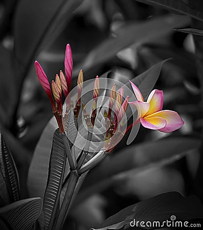 Fresh pink plumeria flower(colors on B&W background) Stock Photo