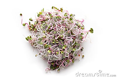 Pink radish sprouts on a white background, top view Stock Photo