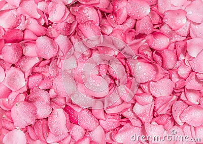 Fresh pink rose petal background with water rain drop Stock Photo