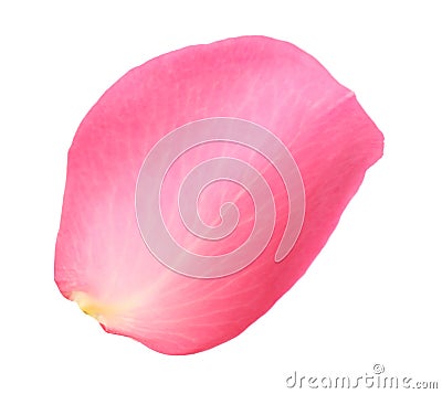 Fresh pink rose petal isolated Stock Photo