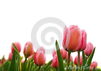 Fresh pink tulips Stock Photo