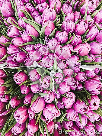 Fresh pink tulips flowers bouquets in paper wrap for sale Stock Photo