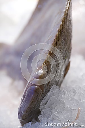 Fresh plaice Stock Photo