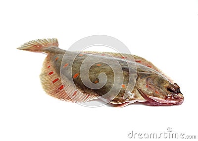 FRESH PLAICE pleuronectes platessa AGAINST WHITE BACKGROUND Stock Photo