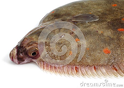 FRESH PLAICE pleuronectes platessa AGAINST WHITE BACKGROUND Stock Photo