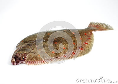 FRESH PLAICE pleuronectes platessa AGAINST WHITE BACKGROUND Stock Photo