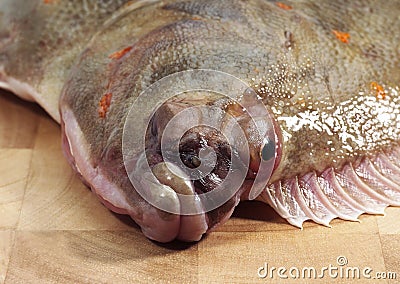 FRESH PLAICE pleuronectes platessa, CLOSE-UP OF HEAD Stock Photo