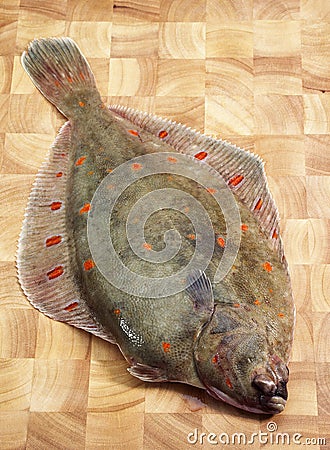 FRESH PLAICE pleuronectes platessa Stock Photo