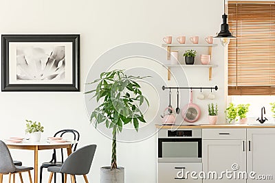 Fresh plant standing next to wooden dining table with chairs in real photo of bright kitchen interior with pastel pink utensils an Stock Photo