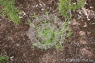 Fresh plants of Dittrichia graveolens in a garden Stock Photo