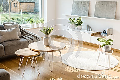 Fresh plants and flowers placed in bright living room interior w Stock Photo