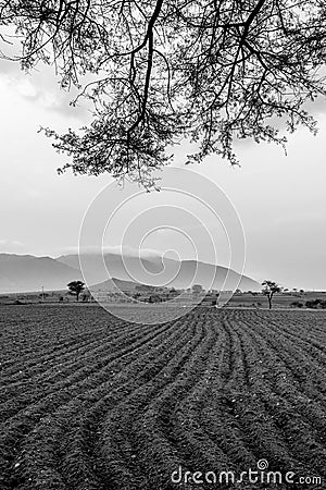 Fresh plowed agricultural fields Stock Photo