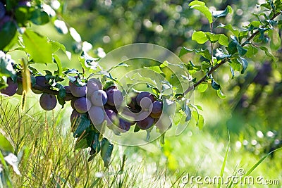 fresh plum Stock Photo