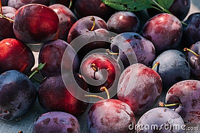 Fresh plum, fruits of ripe organic fruits on kitchen table, top view. seasonal harvest Stock Photo