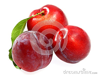 Fresh plumbs Stock Photo