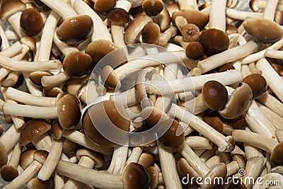 Fresh poplar mushrooms Stock Photo