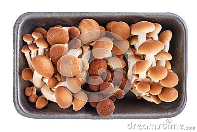 Fresh poplar mushrooms or velvet pioppini mushrooms Cyclocybe aegerita on black foam food tray isolated on white background. Top Stock Photo