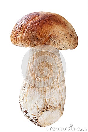 Fresh porcini cep mushroom isolated on white background Stock Photo