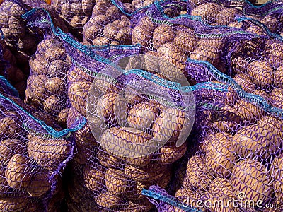 Fresh potato harvest packed in grids Stock Photo