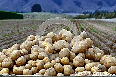 Potatoes field Stock Photo