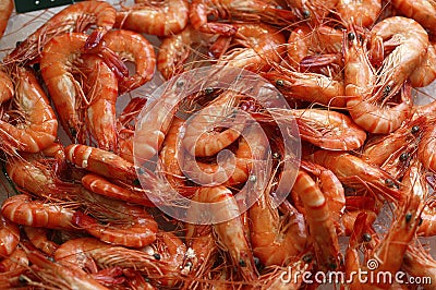 Fresh Prawns, palaemon serratus fishes Stock Photo