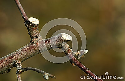 Fresh prunned apple branch Stock Photo