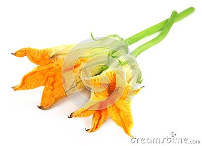 Fresh pumpkin flower Stock Photo