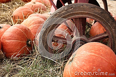 Fresh pumpkin orange in the farm Stock Photo