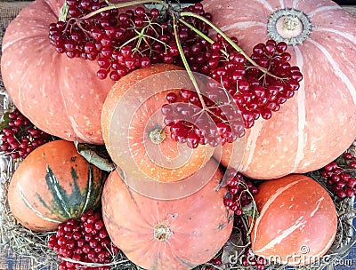 Fresh pumpkins with viburnum branches, top view Stock Photo