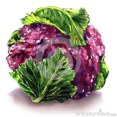 Fresh purple cauliflower with green leaves, isolated object, watercolor illustration on white Cartoon Illustration