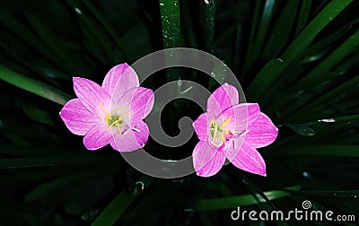 Fresh Pink Color Rain Lily. Stock Photo