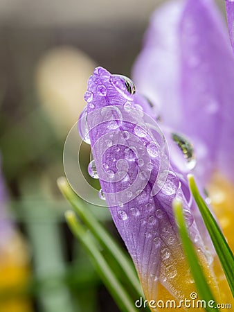 Fresh purple crocuses Stock Photo