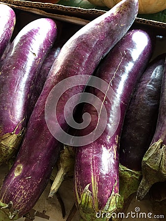 Fresh purple eggplant or aubergine. nutritious vegetables Stock Photo