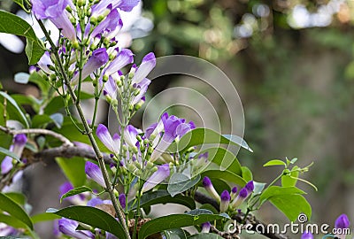 fresh purple group of mansoa alliacea blooming and buds vine flower outdoor in botanic garden Stock Photo