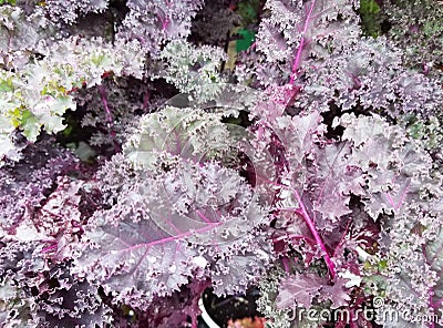 Fresh purple kale grown at a vegetable garden in the summer Stock Photo