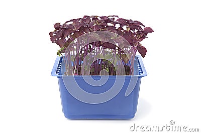 Fresh purple perilla Stock Photo