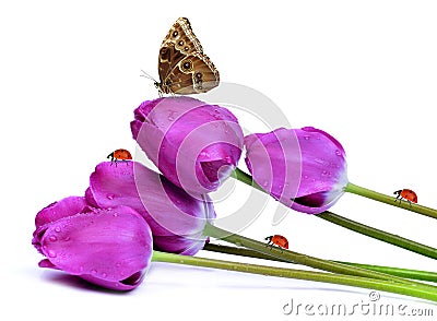 Fresh purple tulips Stock Photo
